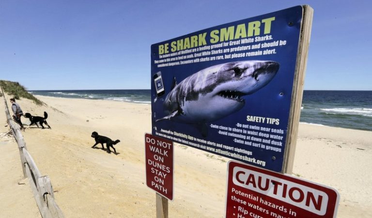 Oficiales advierten sobre presencia de tiburones en Cape Cod