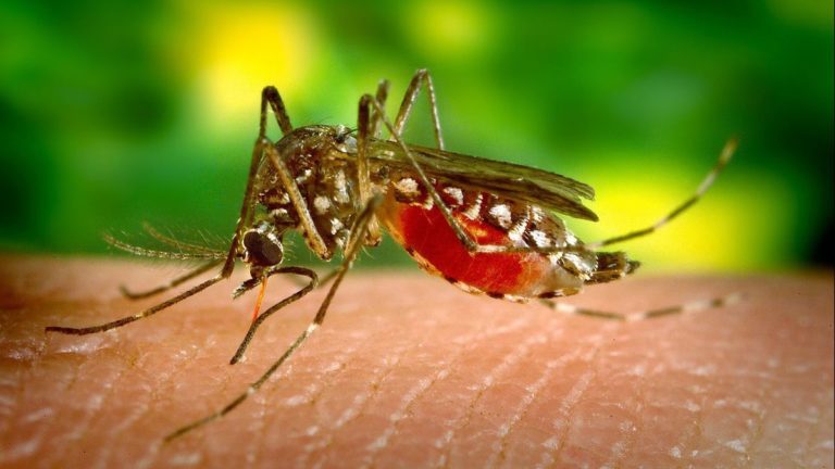 Massachusetts se prepara para combatir otra enfermedad viral