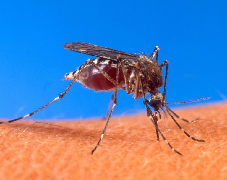Liberarán mosquitos genéticamente modificados en la Florida