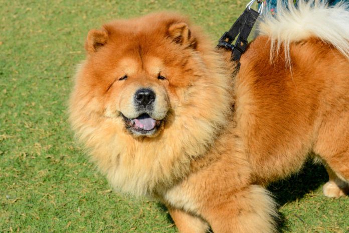 Las 15 razas de perros más peludas