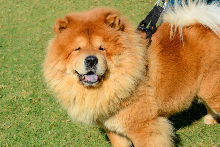 Las 15 razas de perros más peludas