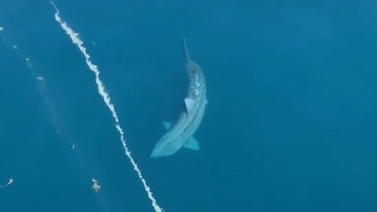 Video: Tiburón gigante causa revuelo en costa de Massachusetts