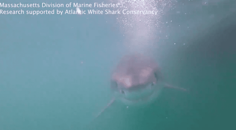 En video: Tiburón nada cerca de investigadores en Cape Cod