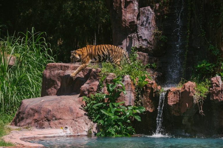 5 zoológicos que debes visitar en Massachusetts