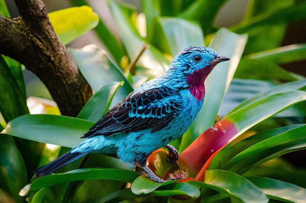 cotinga bird