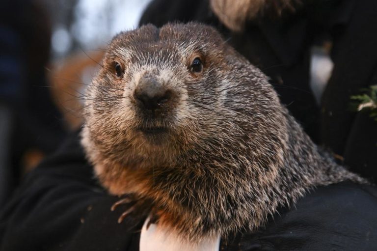 La marmota predice seis semanas más de invierno