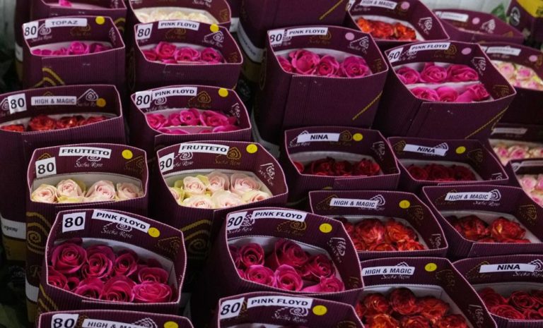 Toneladas de flores ecuatorianas no llegarán a San Valentín