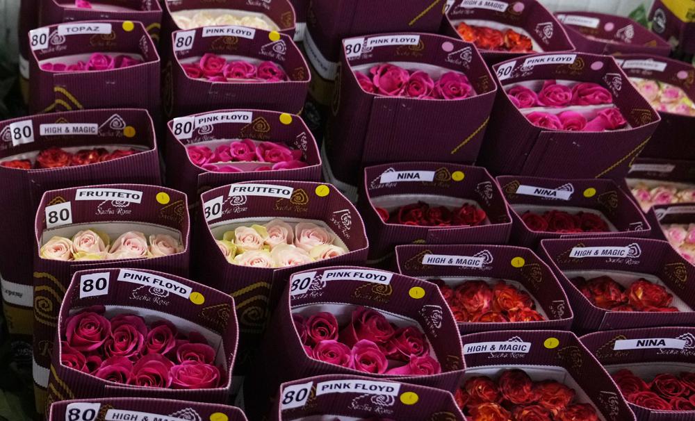 Toneladas de flores ecuatorianas no llegarán a San Valentín 1 1000 54