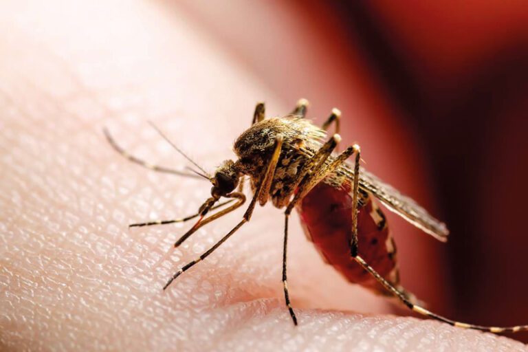 Sexto caso humano de Virus del Nilo Occidental en Massachusetts