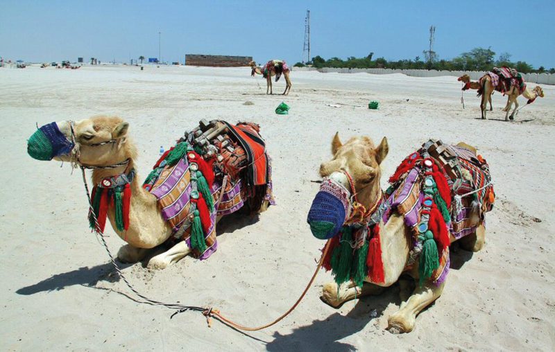 La tía Mutis del Gadafi desde Catar 2 16 QatarMutisCamellos