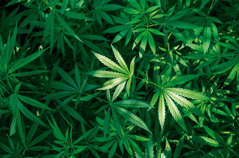 $8 billones en ventas en marihuana
desde que se oficializó en Massachusetts