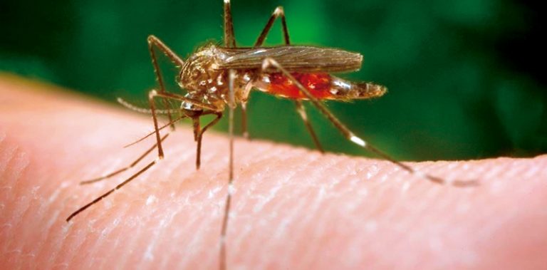 Primer caso humano de virus del Nilo Occidental de la temporada en Massachusetts